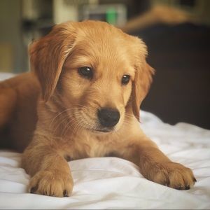 Meet your Posher, Steven